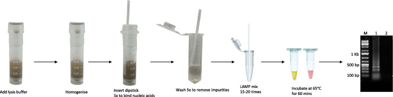 Optimisation of the DNA dipstick as a rapid extraction method for Schistosoma japonicum in infected mice samples and spiked human clinical samples.