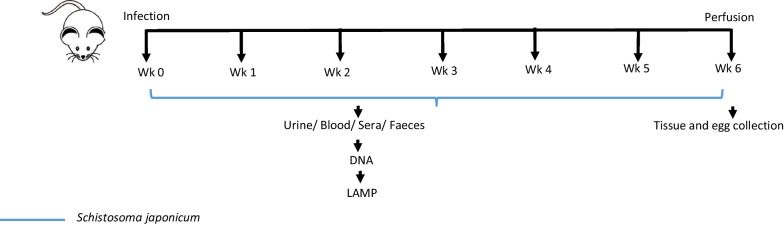 Optimisation of the DNA dipstick as a rapid extraction method for Schistosoma japonicum in infected mice samples and spiked human clinical samples.