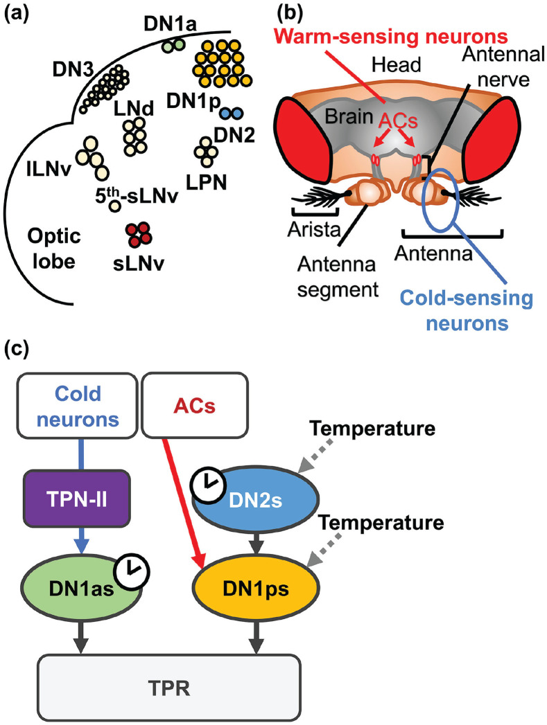 Molecular and Neural Mechanisms of Temperature Preference Rhythm in <i>Drosophila melanogaster</i>.