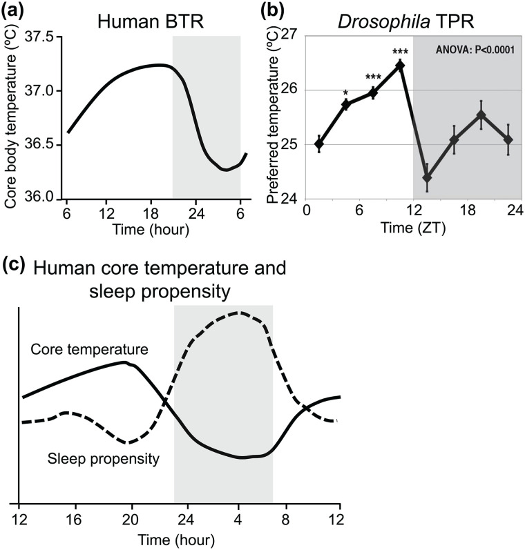 Molecular and Neural Mechanisms of Temperature Preference Rhythm in <i>Drosophila melanogaster</i>.