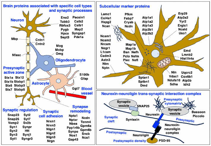 Mass spectrometry-based proteomic characterization of the middle-aged mouse brain for animal model research of neuromuscular diseases.