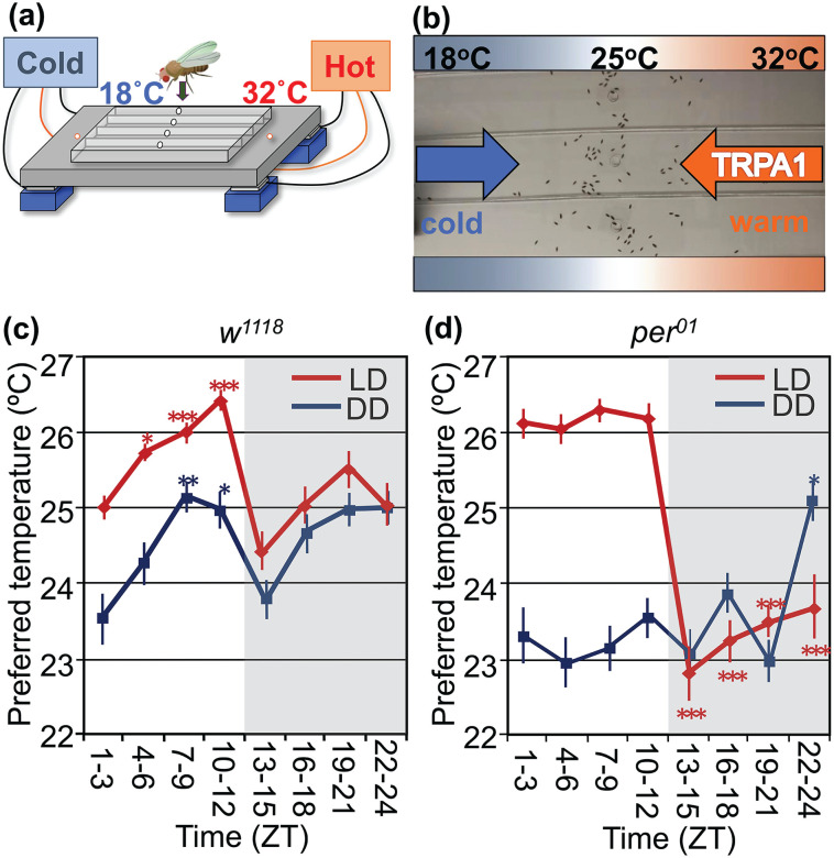 Molecular and Neural Mechanisms of Temperature Preference Rhythm in <i>Drosophila melanogaster</i>.