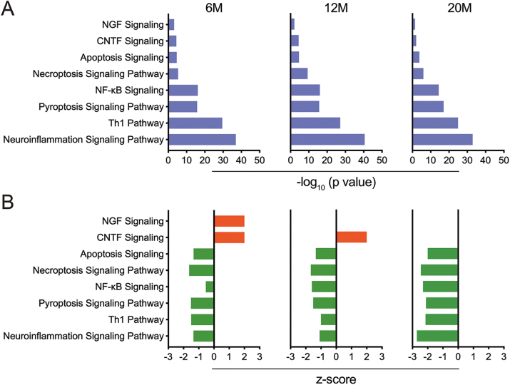 Immune senescence in aged APP/PS1 mice.