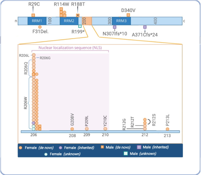 A Prospective, Longitudinal Study of Caregiver-Reported Adaptive Skills and Function of Individuals with HNRNPH2-related Neurodevelopmental Disorder
