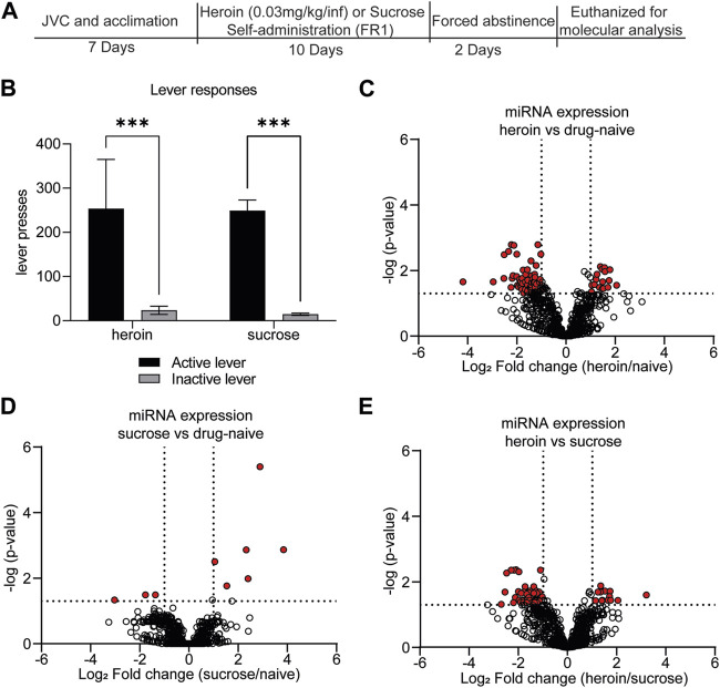 MicroRNA-mediated translational pathways are regulated in the orbitofrontal cortex and peripheral blood samples during acute abstinence from heroin self-administration.