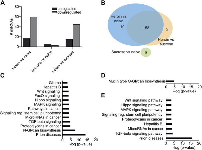 MicroRNA-mediated translational pathways are regulated in the orbitofrontal cortex and peripheral blood samples during acute abstinence from heroin self-administration.