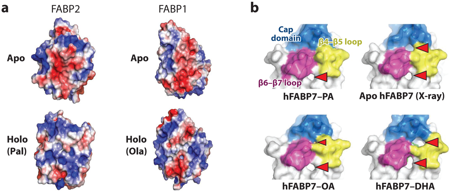 The Multifunctional Family of Mammalian Fatty Acid-Binding Proteins.