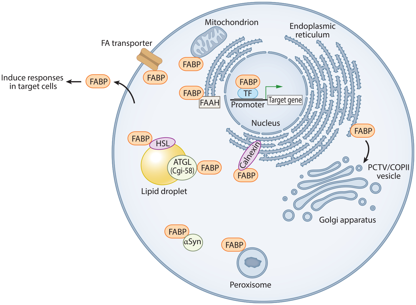 The Multifunctional Family of Mammalian Fatty Acid-Binding Proteins.