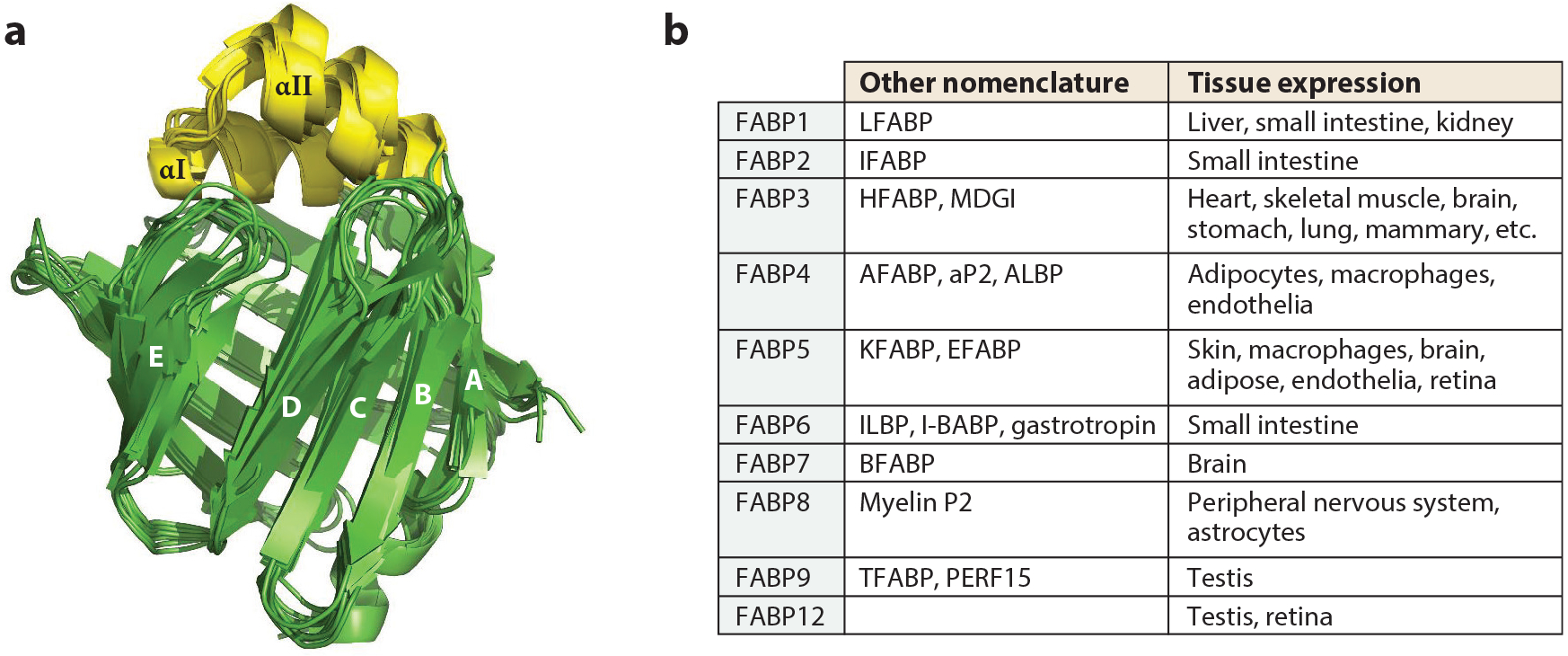 The Multifunctional Family of Mammalian Fatty Acid-Binding Proteins.