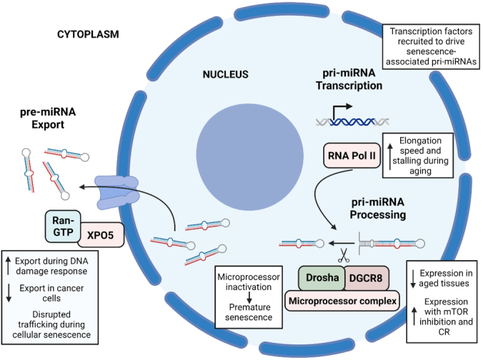 MicroRNA biogenesis pathway alterations in aging.