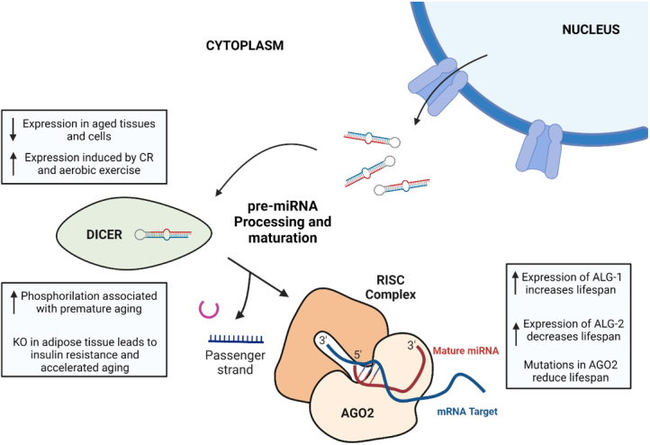 MicroRNA biogenesis pathway alterations in aging.