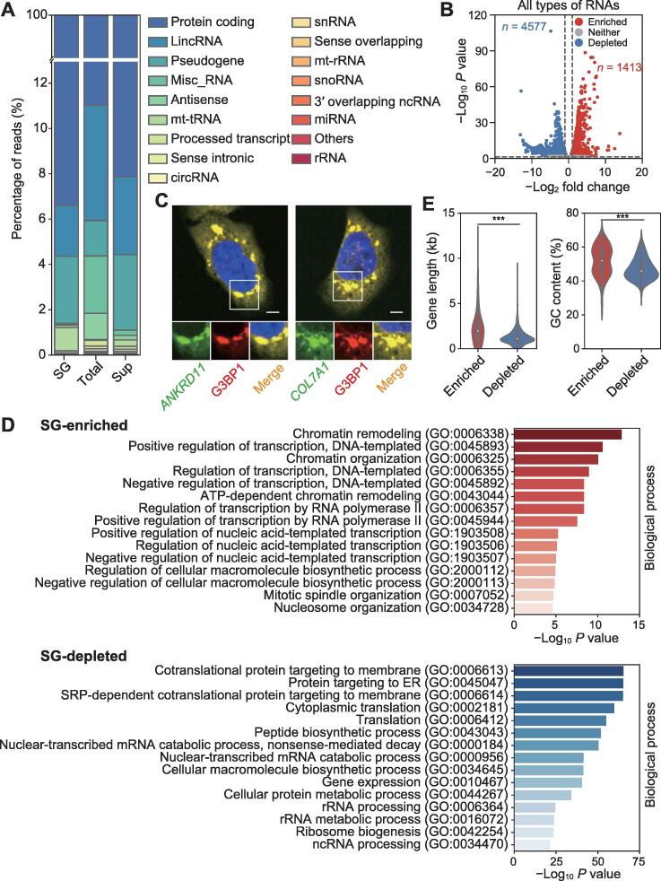 Screening Linear and Circular RNA Transcripts from Stress Granules