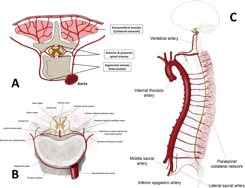 Near-Infrared Spectroscopy for Spinal Cord Monitoring-A Roadmap to Translational Research in Aortic Medicine.