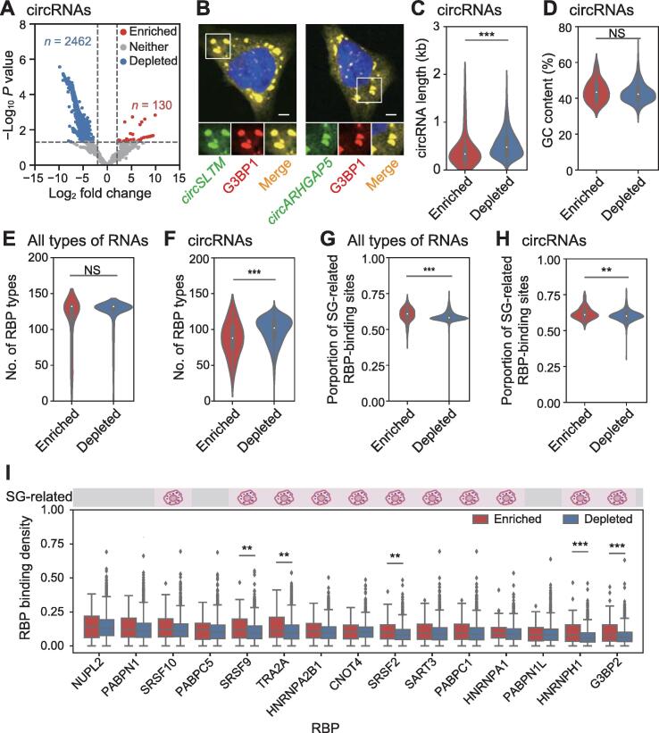 Screening Linear and Circular RNA Transcripts from Stress Granules