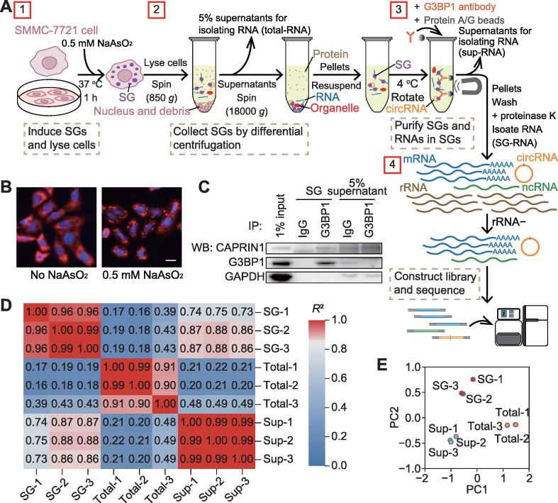 Screening Linear and Circular RNA Transcripts from Stress Granules