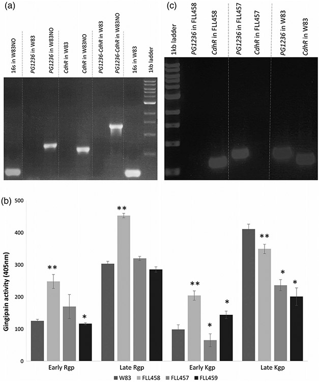 The involvement of CdhR in Porphyromonas gingivalis during nitric oxide stress.