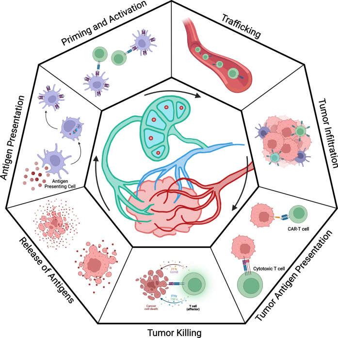 Antigenic targets in clear cell renal cell carcinoma.