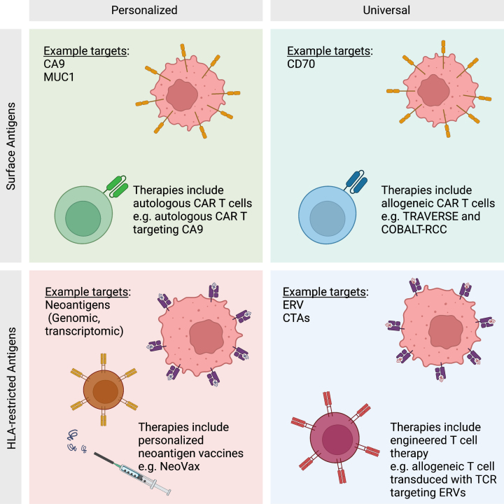 Antigenic targets in clear cell renal cell carcinoma.