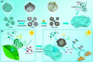 A plant leaf-mimicking film with tailored photodynamic antibacterial behavior for efficient preservation of perishable products