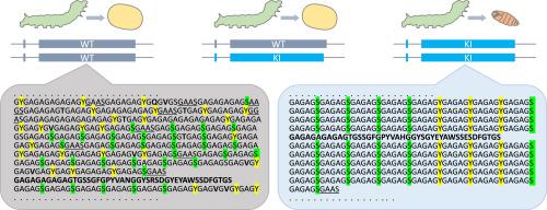 Fibroin heavy chain gene replacement with a highly ordered synthetic repeat sequence in Bombyx mori