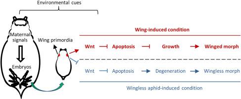 The Wnt pathway regulates wing morph determination in Acyrthosiphon pisum