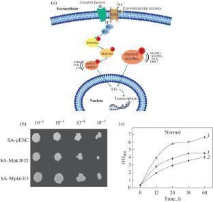 Identification of Mitogen-activated Protein Kinase from Schizochytrium sp. and Application in Resisting Stress Environments