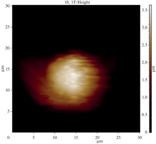 Force Characteristics of Yersinia pestis Lipopolysaccharide Interaction with TLR4 and CD14 Receptors on J774 Macrophages: Atomic Force Microscopy