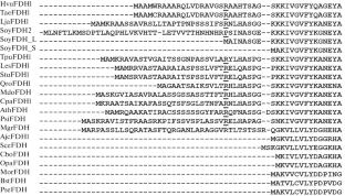 Engineering the N-Terminal Sequence of Glycine max Soybean Formate Dehydrogenase