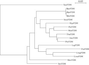 Formate Dehydrogenase: From NAD(P)H Regeneration to Targeting Pathogen Biofilms, Composing Highly Efficient Hybrid Biocatalysts and Atmospheric CO2 Fixation