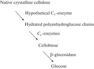 Carbohydrases: 50 Years of Research at the Department of Chemical Enzymology of Moscow State University—History and Prospects