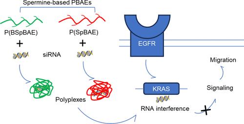 Spermine-Based Poly(β-amino ester)s for siRNA Delivery against Mutated KRAS in Lung Cancer