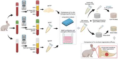 Optimization of a concentrated growth factor/mesoporous bioactive glass composite scaffold and its application in rabbit mandible defect regeneration†