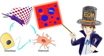 Controlling differentiation of stem cells via bioactive disordered cues†