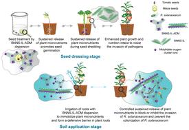 Functionalized boron nitride nanosheets conjugated with plant micronutrients as seed dressing agents towards control of bacterial wilt disease†