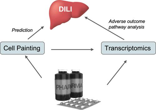 Assessment of Drug-Induced Liver Injury through Cell Morphology and Gene Expression Analysis