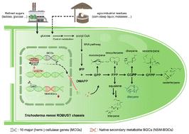 Repurposing the cellulase workhorse Trichoderma reesei as a ROBUST chassis for efficient terpene production†