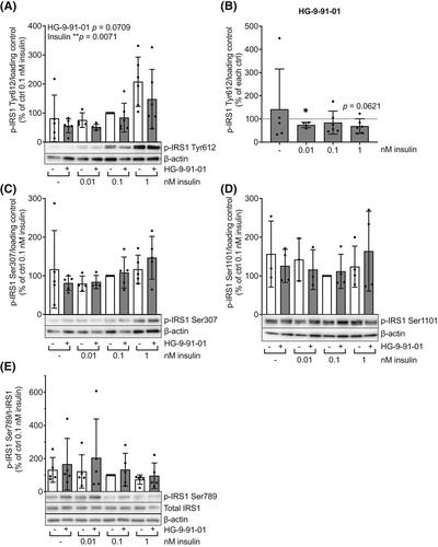 Salt-inducible kinases are required for glucose uptake and insulin signaling in human adipocytes