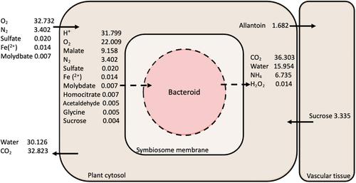 A genome-scale metabolic reconstruction of soybean and Bradyrhizobium diazoefficiens reveals the cost–benefit of nitrogen fixation