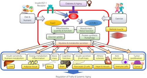 Sarcopenia: Loss of mighty armor against frailty and aging