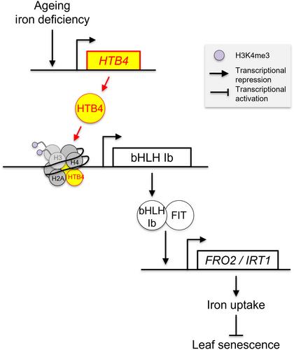 Iron-dependent regulation of leaf senescence: a key role for the H2B histone variant HTB4