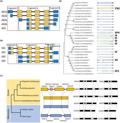 QuantAS: a comprehensive pipeline to study alternative splicing by absolute quantification of splice isoforms