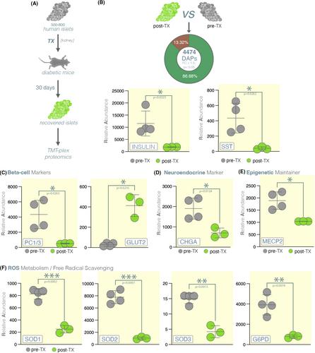 Global proteomics reveals insulin abundance as a marker of human islet homeostasis alterations