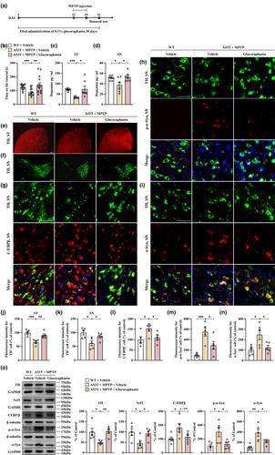 Inhibition of abnormal C/EBPβ/α-Syn signaling pathway through activation of Nrf2 ameliorates Parkinson's disease-like pathology