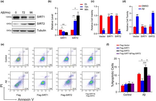 Cooperative effects of SIRT1 and SIRT2 on APP acetylation