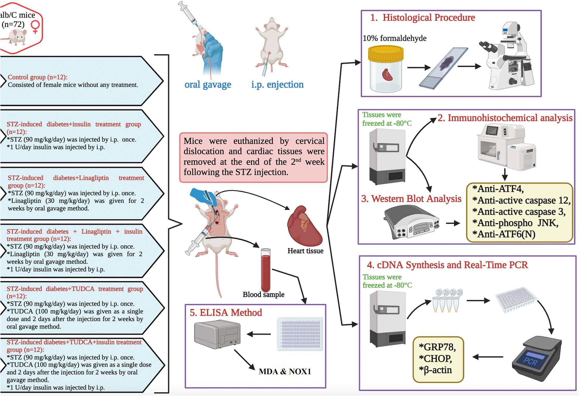 Evaluation of linagliptin and insulin combined therapy on unfolded protein response in type 1 diabetic mouse heart