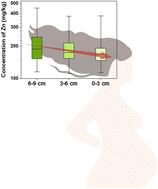 Maternal hair segments reveal metal(loid) levels over the course of pregnancy: a preliminary study in Southern China†