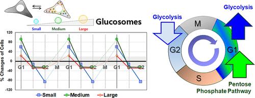 Size-Specific Modulation of a Multienzyme Glucosome Assembly during the Cell Cycle