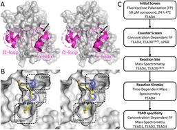 Chloroacetamide fragment library screening identifies new scaffolds for covalent inhibition of the TEAD·YAP1 interaction†