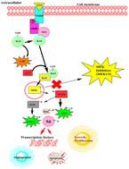 MEK inhibitors in cancer treatment: structural insights, regulation, recent advances and future perspectives