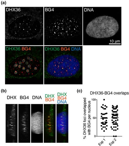 DHX36 maintains genomic integrity by unwinding G-quadruplexes